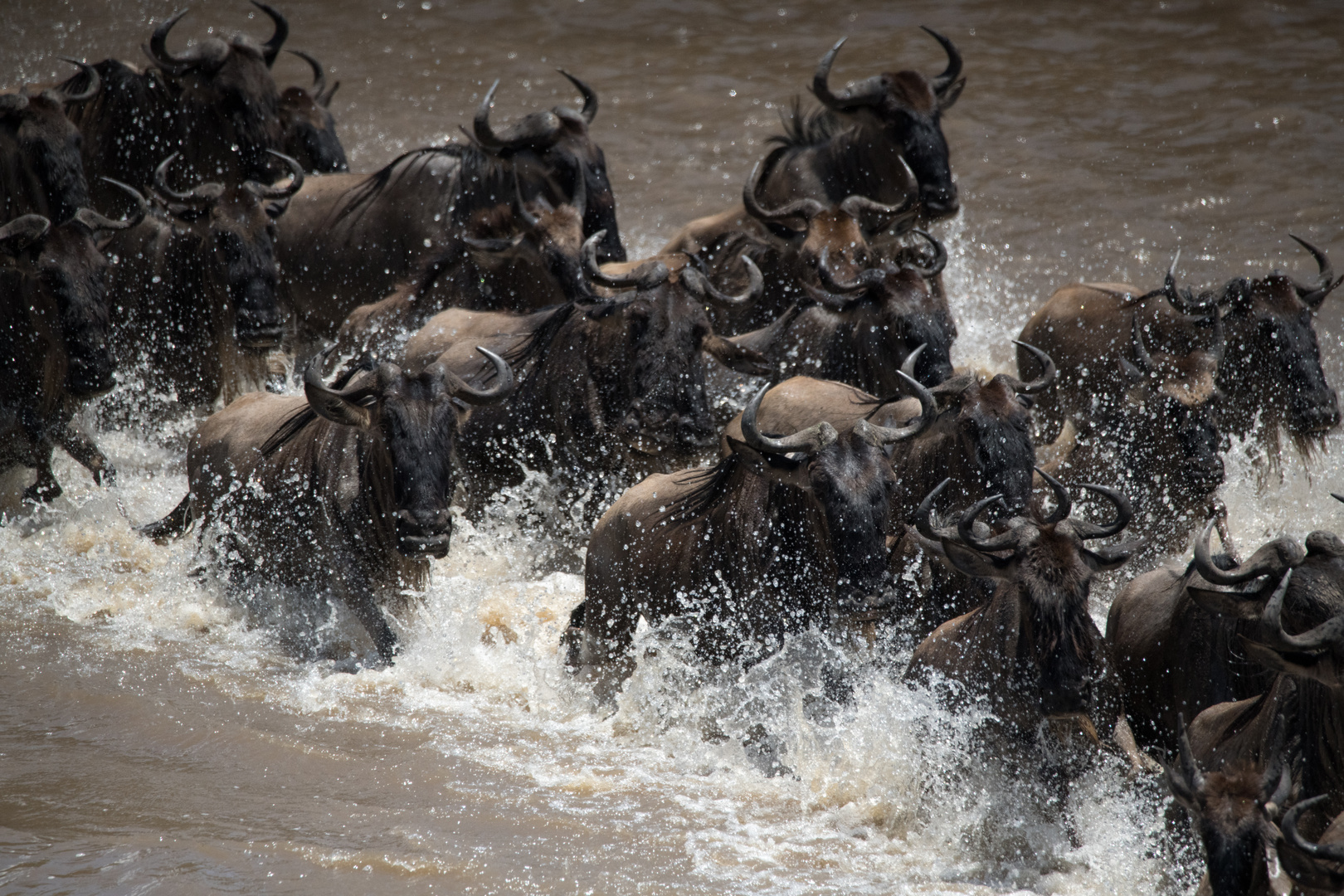 Gnu's crossing Mara river - 1