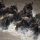 Gnu's crossing Mara river - 1