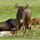 Gnus