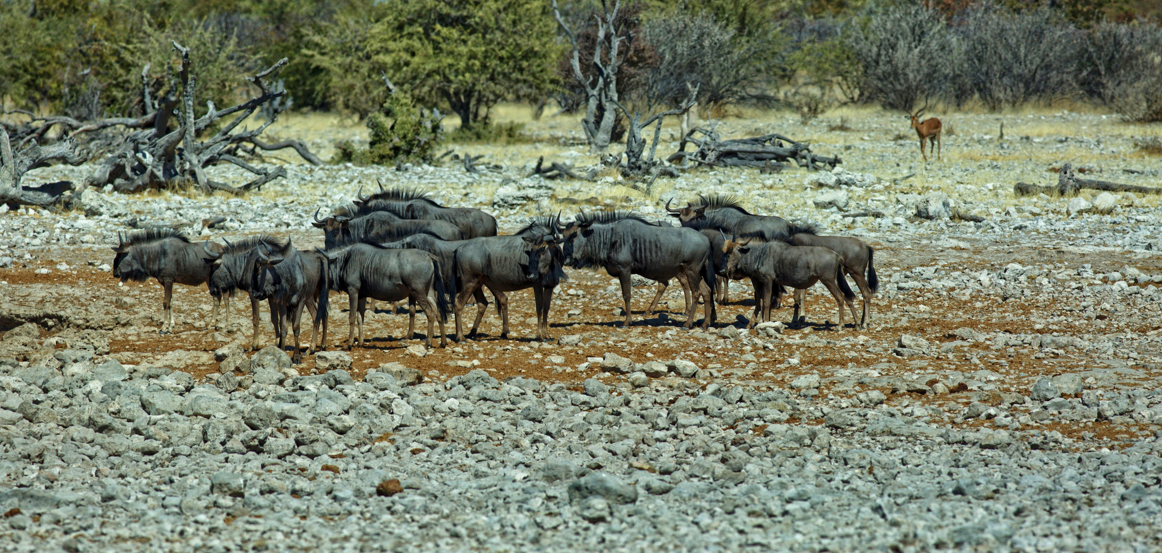 Gnus