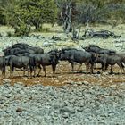 Gnus