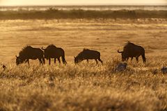 Gnus