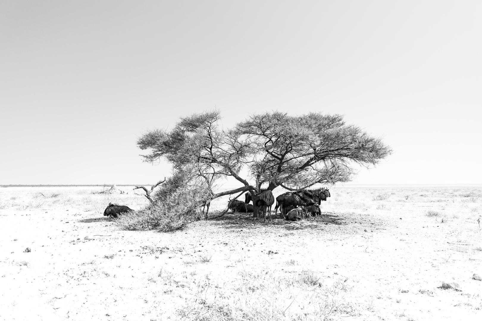 Gnus, Ethosha Namibia