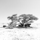 Gnus, Ethosha Namibia