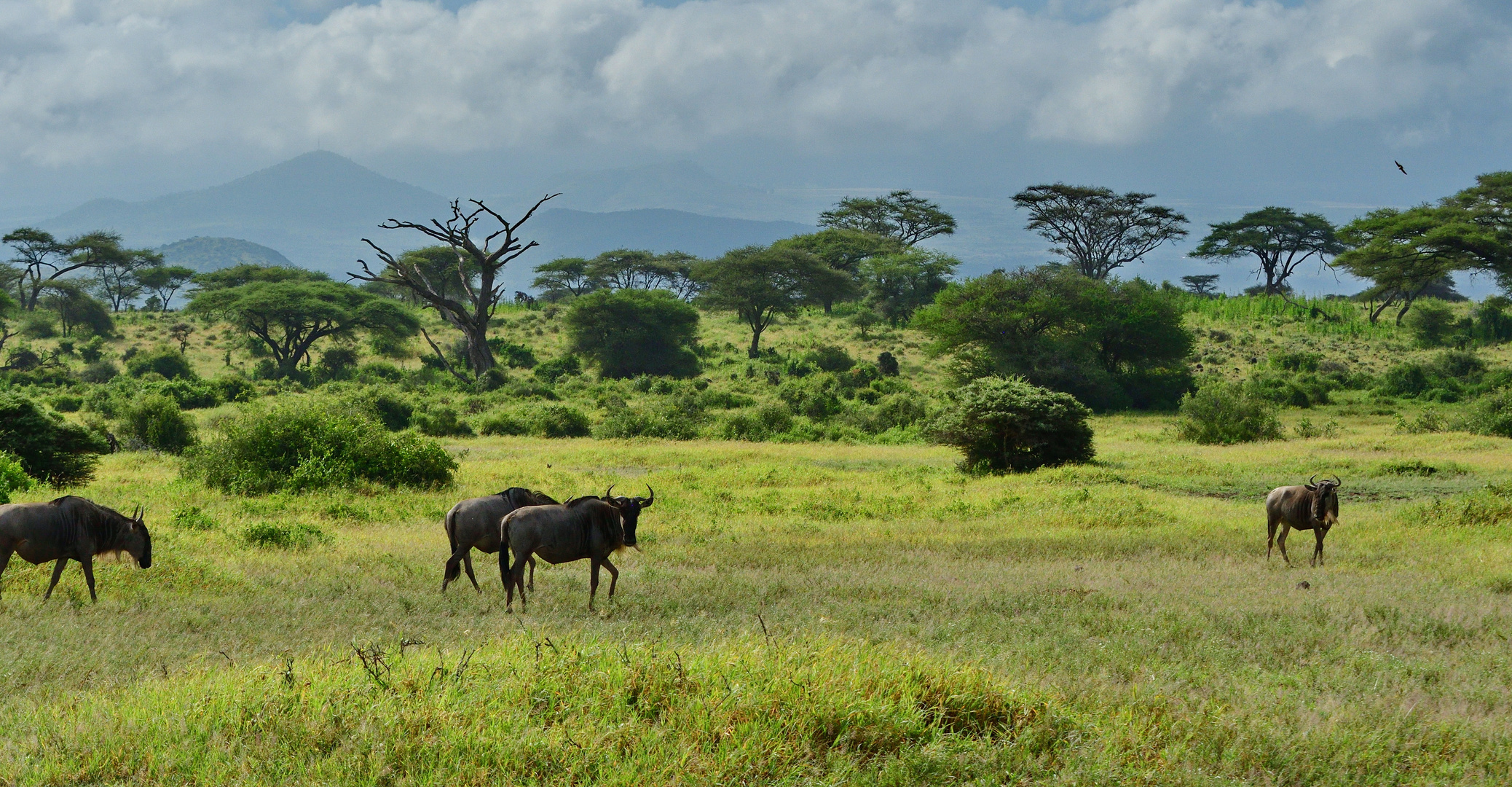 Gnus