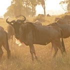 Gnus im Gegenlicht