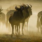 Gnus im Kalahari-Staub