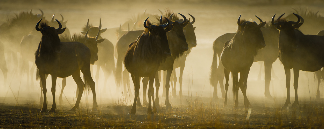 Gnus im Kalahari-Staub