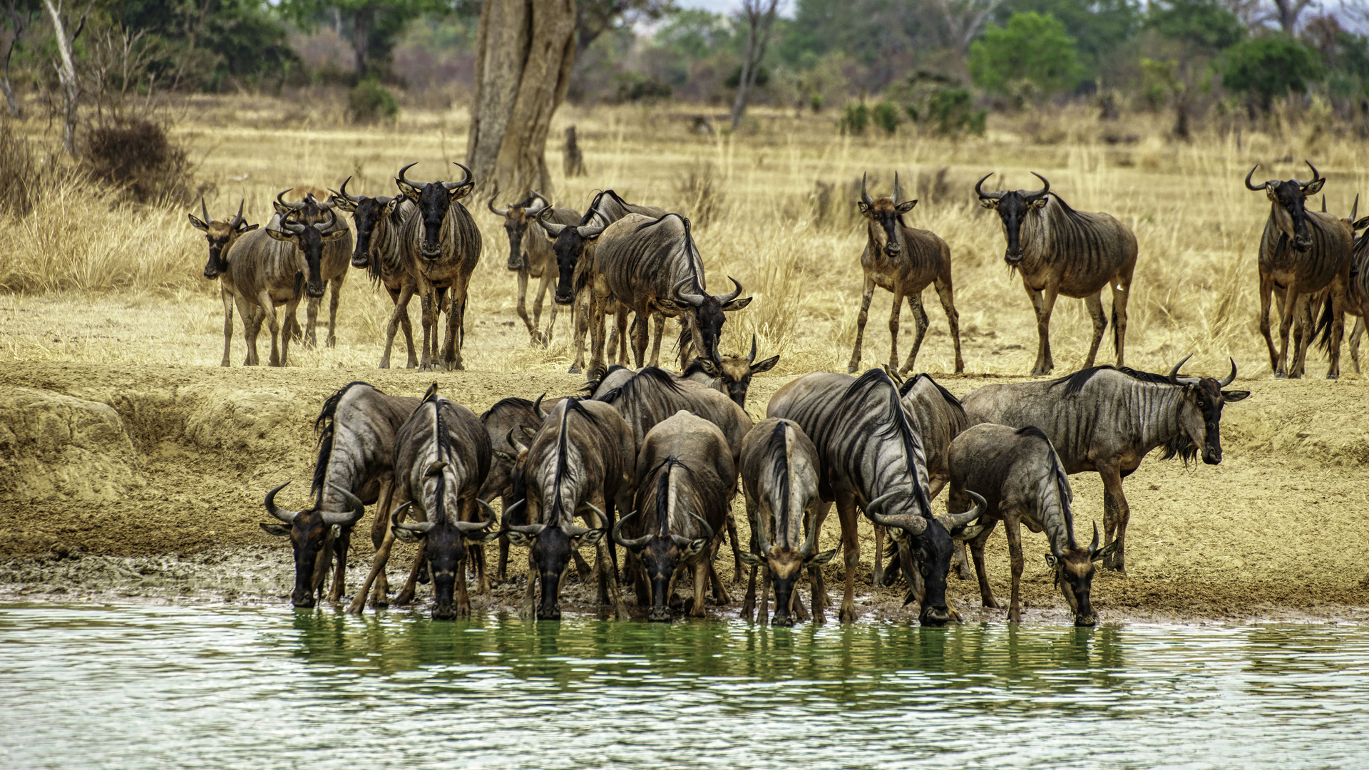 Gnus im Mikumi NP 01, Tansania, 2016.10.09