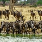 Gnus im Mikumi NP 01, Tansania, 2016.10.09