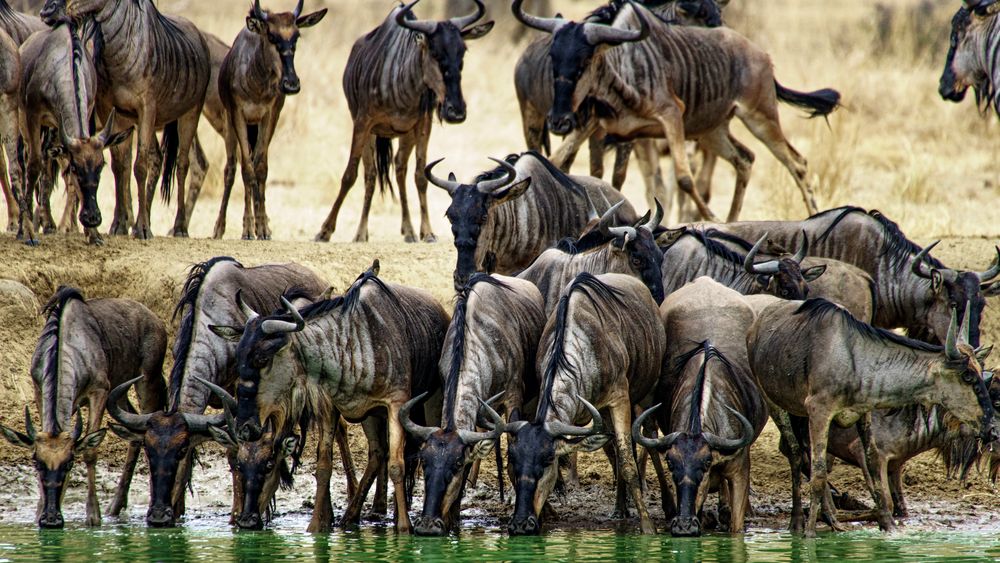 Gnus im Mikumi NP 02, Tansania, 2016.10.09.