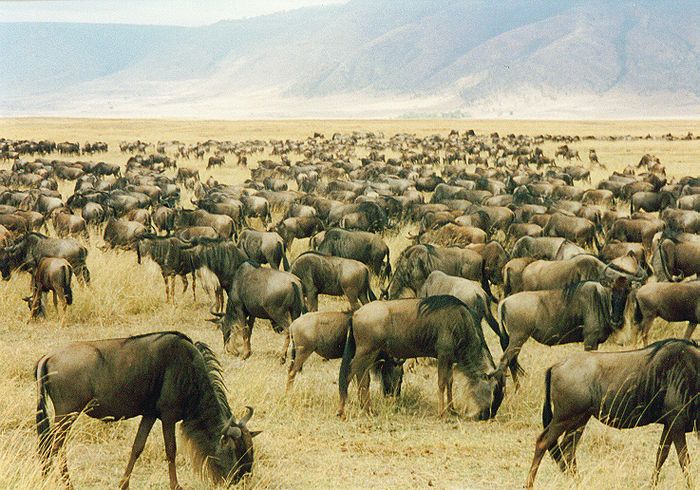 Gnus im Ngorongorokrater