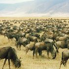 Gnus im Ngorongorokrater