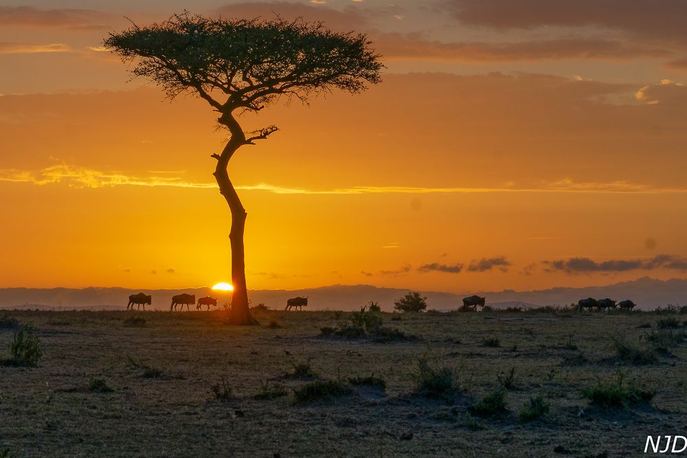 Gnus im Sonnenaufgang