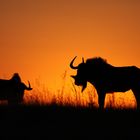 Gnus im Sonnenaufgang