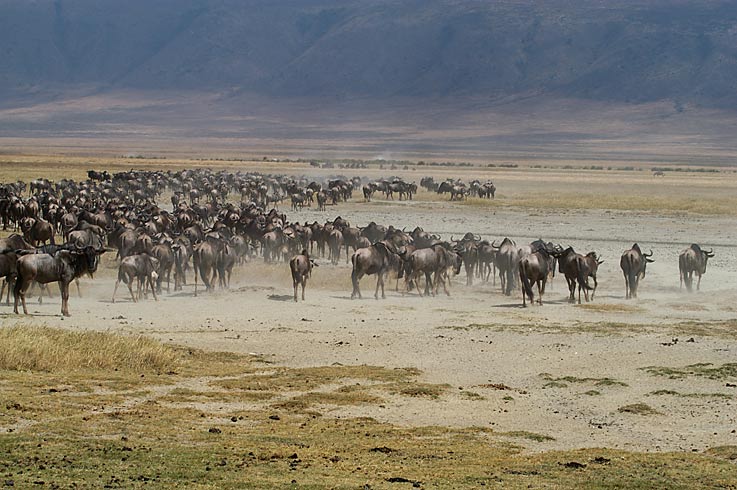 Gnus im Trek