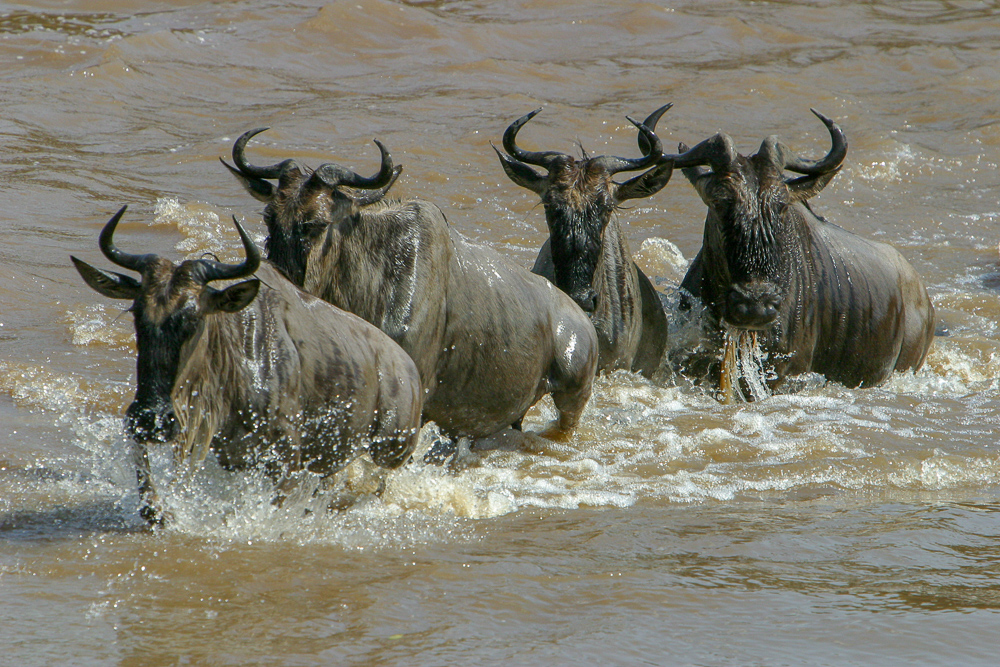 Gnus im Wasser2