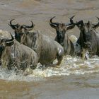 Gnus im Wasser2