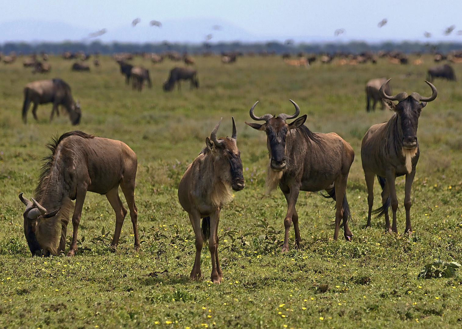 Gnus in der Serengeti