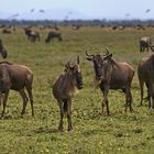 Gnus in der Serengeti