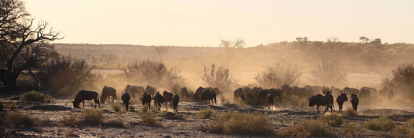 Gnus in der Zentralkalahari - Sonnenuntergang