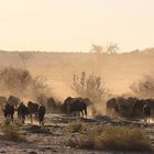 Gnus in der Zentralkalahari - Sonnenuntergang