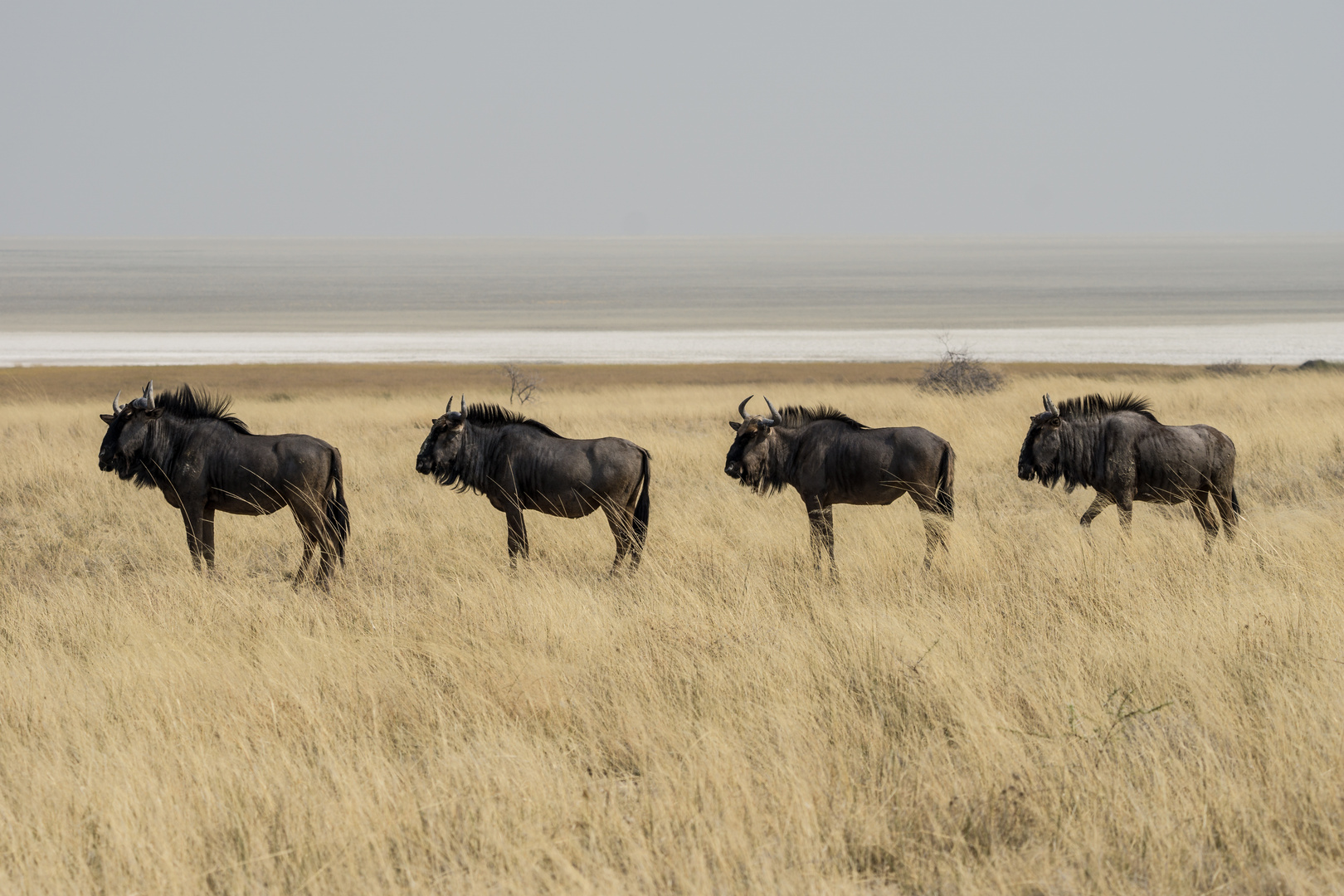 Gnus in Etosha