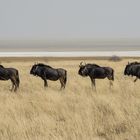 Gnus in Etosha