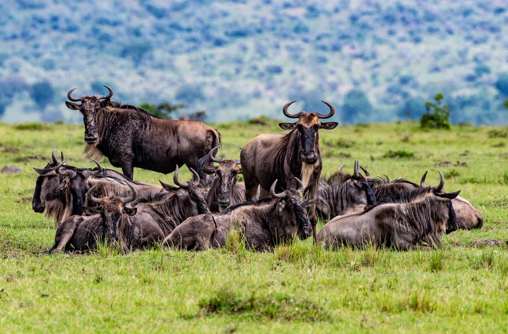 Gnus in freier Wildbahn