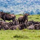 Gnus in freier Wildbahn