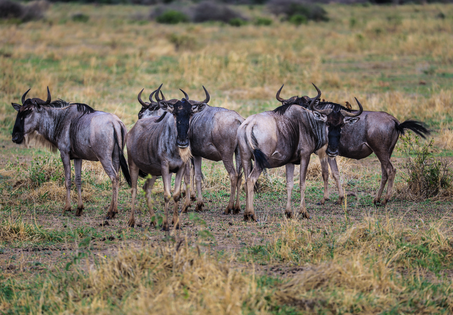 Gnus in Tarangire