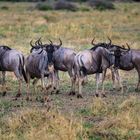 Gnus in Tarangire