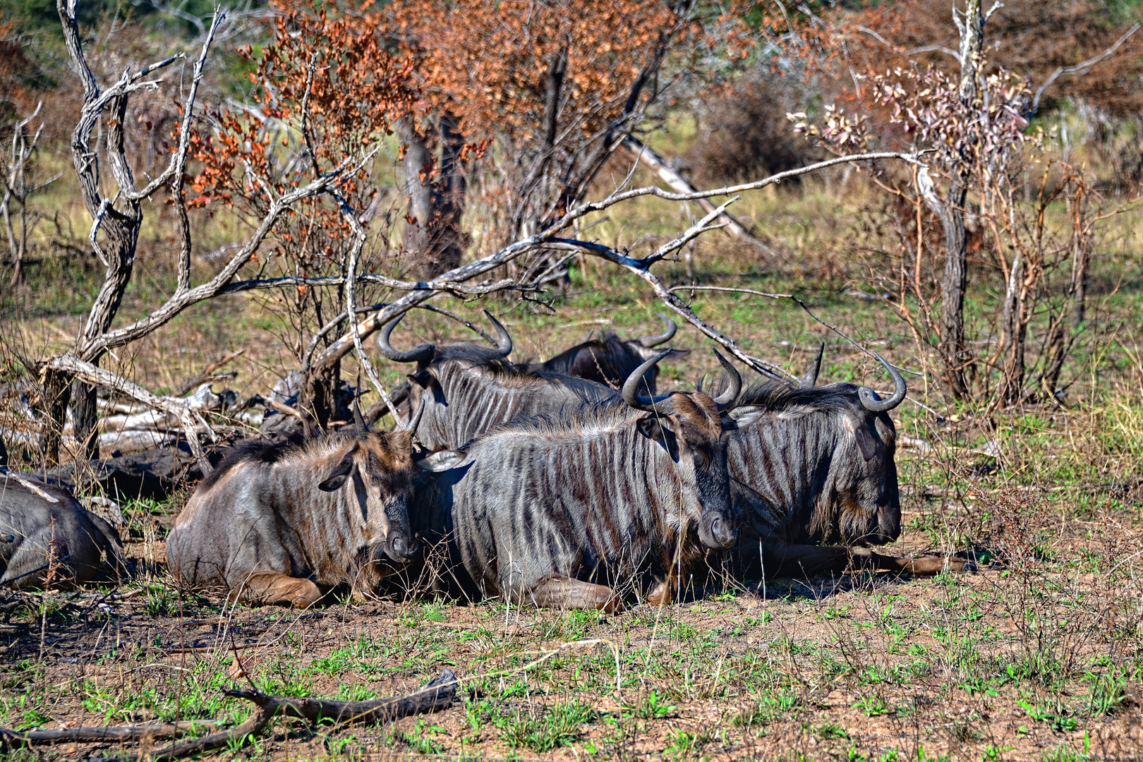 Gnus Kruger Nationalpark bei Tamboti