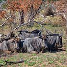 Gnus Kruger Nationalpark bei Tamboti