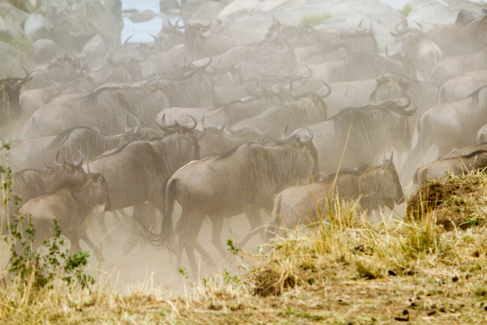 Gnus Mara River Crossing 1