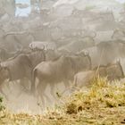 Gnus Mara River Crossing 1