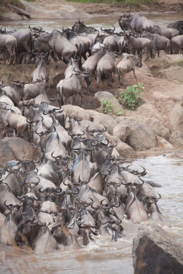 Gnus Mara River Crossing 2