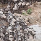 Gnus Mara River Crossing 2