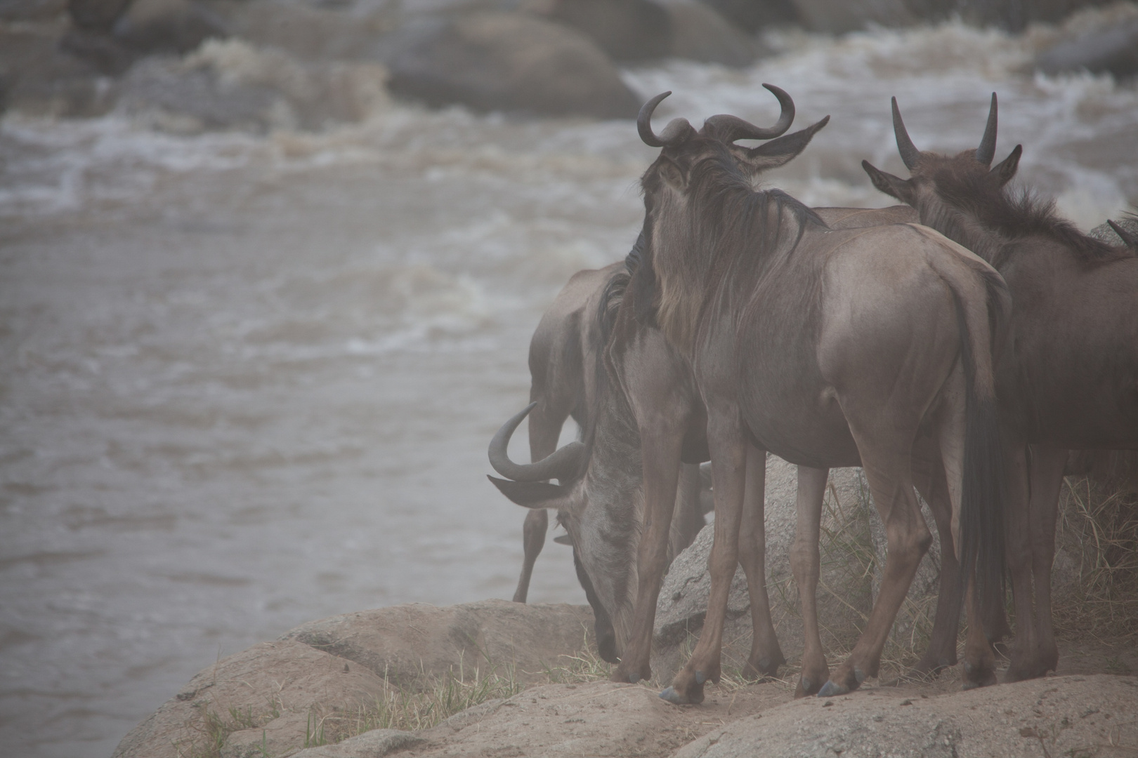 Gnus Mara River Crossing 3