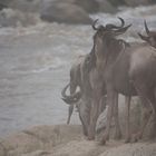 Gnus Mara River Crossing 3