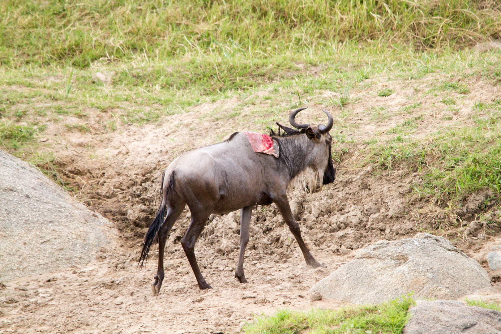 Gnus Mara River Crossing 4