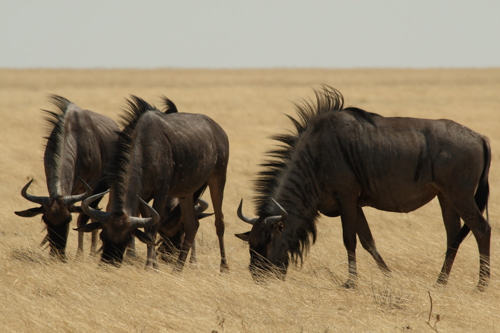 Gnus / Namibia