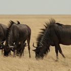 Gnus / Namibia