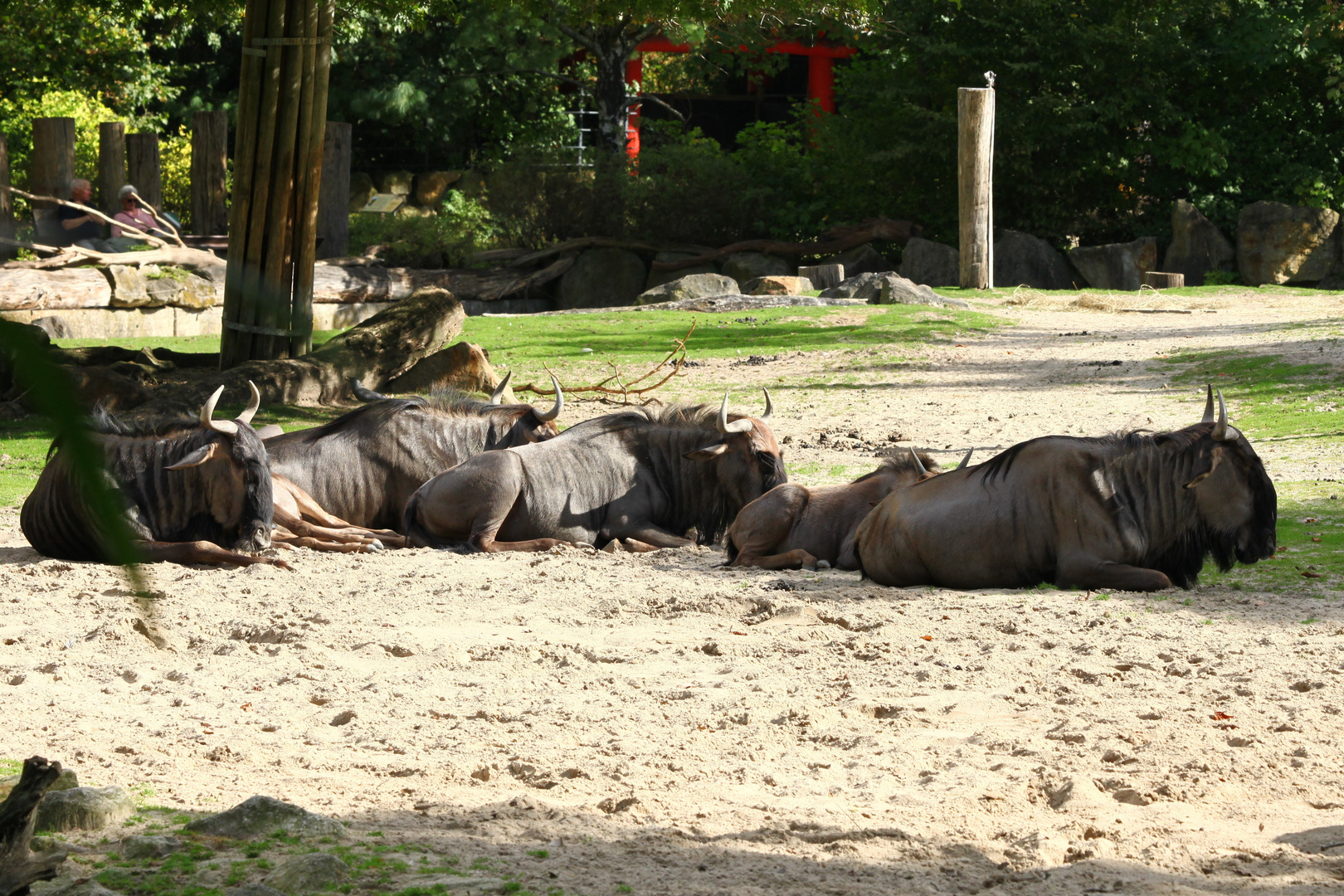 Gnus oder die Ruhe in der Kraft...