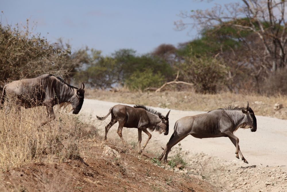 Gnus rennen über die Straße