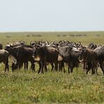 Gnus soweit das Auge reicht...