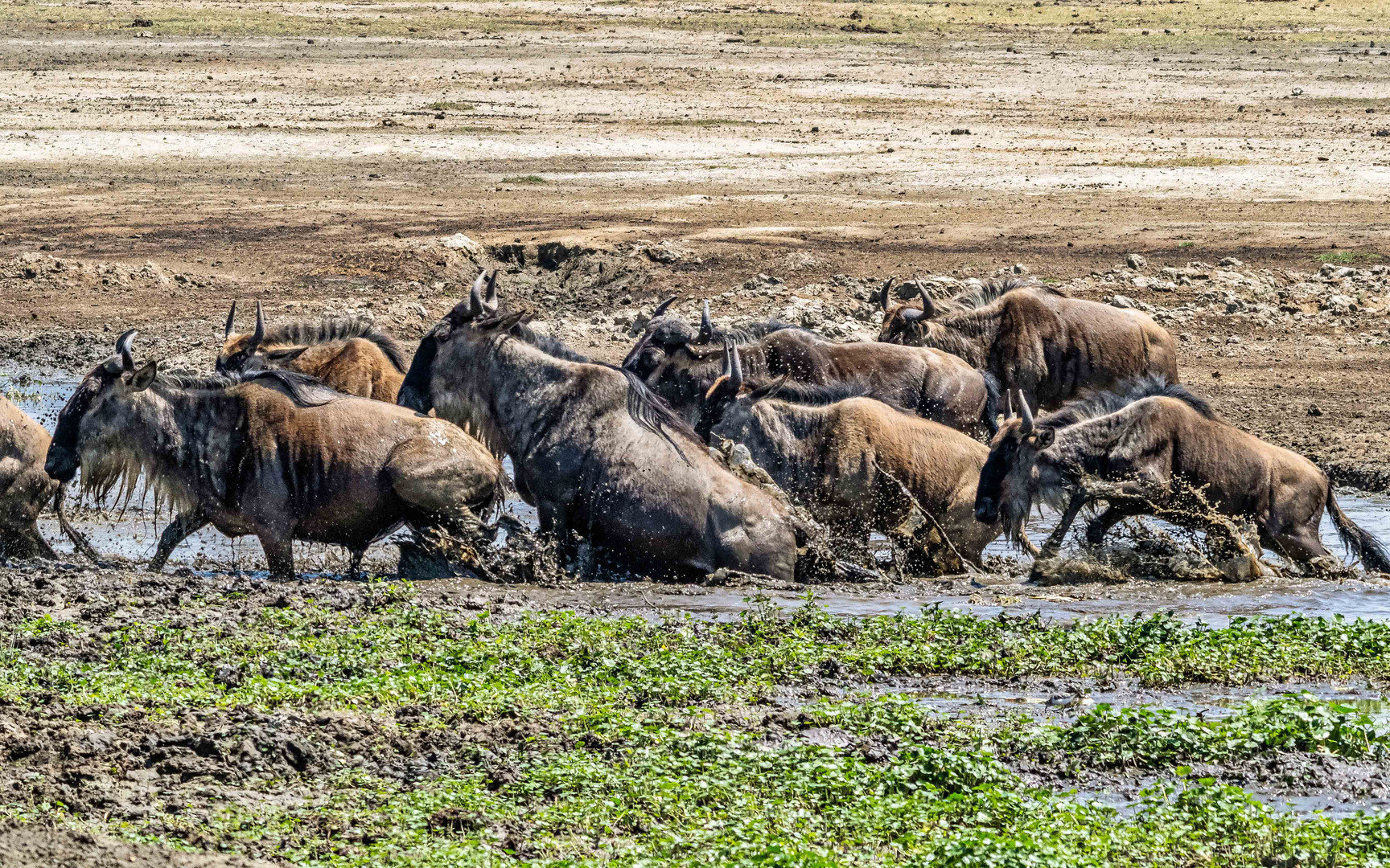 Gnus überqueren einen Wasserlauf