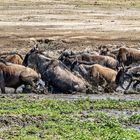 Gnus überqueren einen Wasserlauf