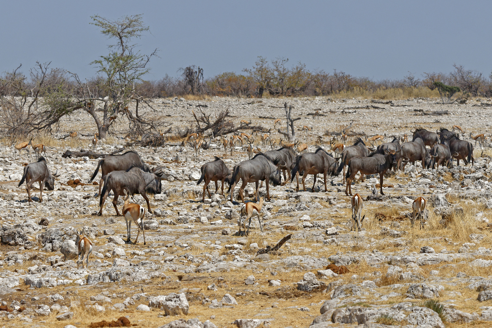 Gnus und Springböcke