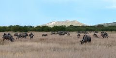 Gnus und Wasserböcke